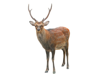 Sika Deer (Cervus nippon) Isolated on a White Background with Copy Text Space. Wildlife Animal Element for Nature Posters, Zoology Themes, and Educational Designs. PNG File