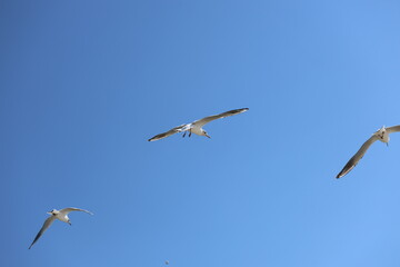 seagull flying in the sky