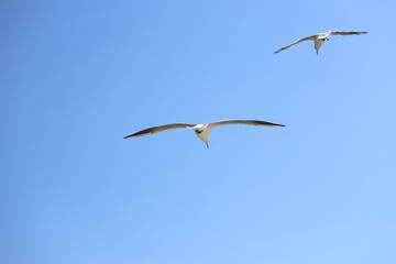 seagull flying in the sky