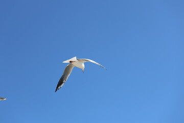 seagull flying in the sky