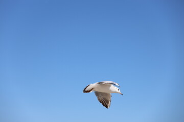 seagull flying in the sky