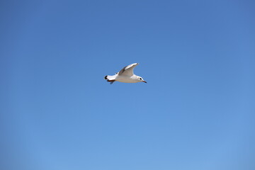 seagull flying in the sky
