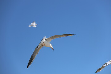 seagull flying in the sky