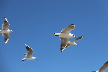 seagull flying in the sky