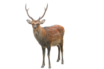 Sika Deer (Cervus nippon) Isolated on a White Background with Copy Text Space. Wildlife Animal Element for Nature Posters, Zoology Themes, and Educational Designs. PNG File