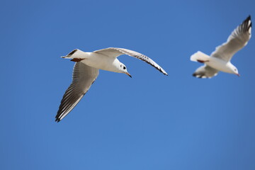 seagull flying in the sky