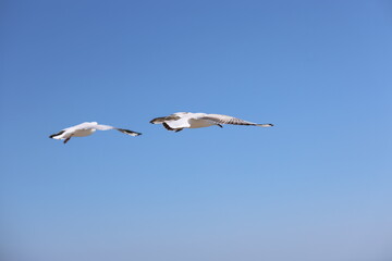 seagull flying in the sky