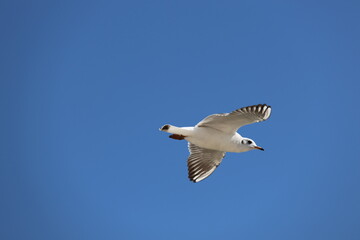 seagull flying in the sky