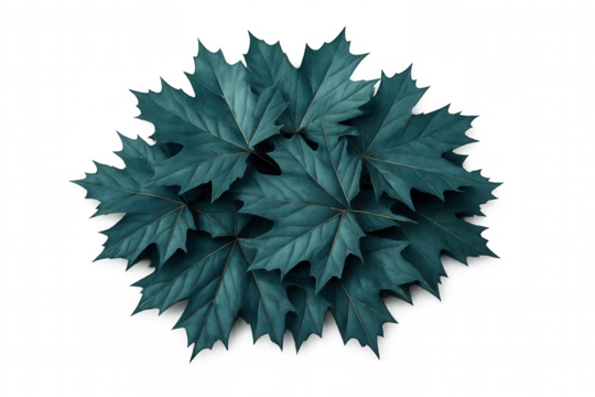Turquoise maple leaves forming a circular shape on a transparent background, creating a natural and vibrant design element