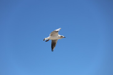 seagull flying in the sky