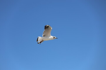 seagull on blue sky