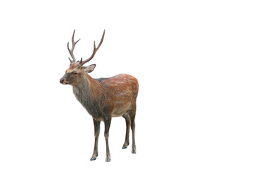 Sika Deer (Cervus nippon) Isolated on a White Background with Copy Text Space. Wildlife Animal Element for Nature Posters, Zoology Themes, and Educational Designs. PNG File