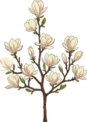 Elegant magnolia tree branch illustration with blooming cream flowers, botanical art, floral nature design, spring blossom, decorative plant artwork, detailed drawing