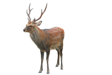 Sika Deer (Cervus nippon) Isolated on a White Background with Copy Text Space. Wildlife Animal Element for Nature Posters, Zoology Themes, and Educational Designs. PNG File