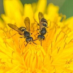 Two insects on a dandelion