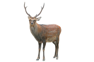 Sika Deer (Cervus nippon) Isolated on a White Background with Copy Text Space. Wildlife Animal Element for Nature Posters, Zoology Themes, and Educational Designs. PNG File