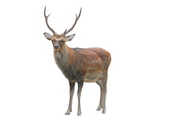 Sika Deer (Cervus nippon) Isolated on a White Background with Copy Text Space. Wildlife Animal Element for Nature Posters, Zoology Themes, and Educational Designs. PNG File