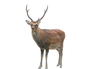 Sika Deer (Cervus nippon) Isolated on a White Background with Copy Text Space. Wildlife Animal Element for Nature Posters, Zoology Themes, and Educational Designs. PNG File