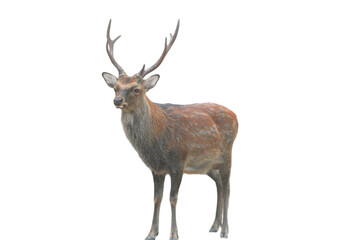 Sika Deer (Cervus nippon) Isolated on a White Background with Copy Text Space. Wildlife Animal...