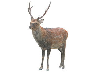 Sika Deer (Cervus nippon) Isolated on a White Background with Copy Text Space. Wildlife Animal Element for Nature Posters, Zoology Themes, and Educational Designs. PNG File
