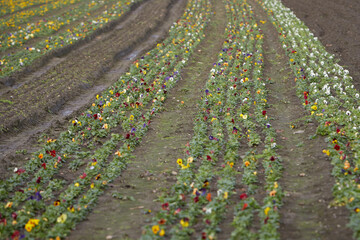 field for growing pansies, farmer's business