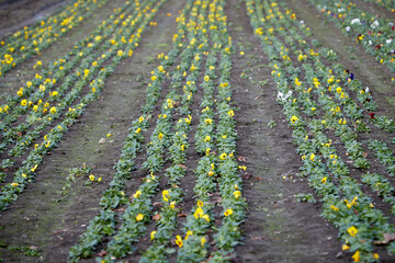 field for growing pansies, farmer's business