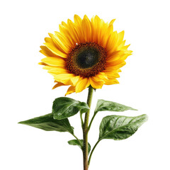 Fototapeta premium Close-up of a vibrant sunflower, radiant yellow petals surrounding a dark brown disk center. Green leaves accentuate the stem