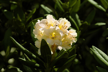 Close view of the caucasian rhododendron flower. Caucasus mountains, Russia.