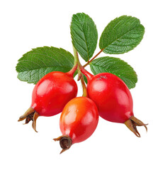 Close-up of three vibrant red rose hips attached to a stem with green leaves.  Fresh, healthy berries with a slightly textured, glossy skin