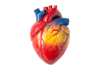 Realistic anatomical human heart model with red and yellow tones isolated on transparent background