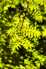 Selby North Yorkshire August 28th 2025 Brayton Barff woodlands on a late summers evening with sunlight streaming through the trees