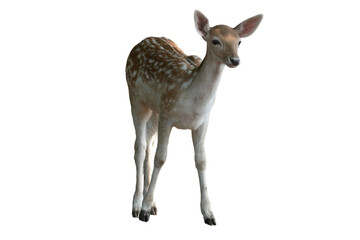 Fawn of a Fallow Deer (Dama dama) Isolated on a White Background with Copy Text Space. Adorable Young Deer Element for Wildlife Posters, Zoology Themes, and Nature-Inspired Designs. PNG File