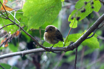 Robin perched on a branch in dense undergrowth on a late summers day In Britain