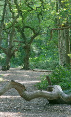 Brayton Barff woods near Selby on a late summers day in August the light streaming through trees on to the forest floor