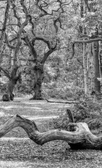 Brayton Barff woods near Selby on a late summers day in August the light streaming through trees on to the forest floor