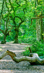 Brayton Barff woods near Selby on a late summers day in August the light streaming through trees on to the forest floor