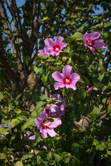 Blooming Hibiscus syriacus tree pink flowers and leaves. rose mallow. gul hatmi.