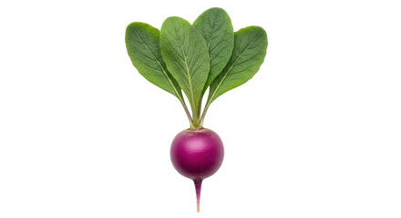 Isolated Fresh Vibrant Purple Radish With Green Leaves for Cooking and Salads