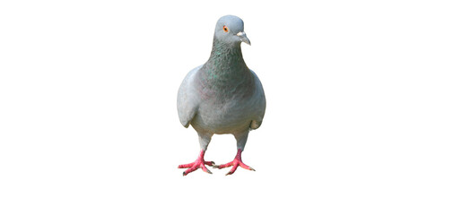 Feral Pigeon (Columba livia domestica) Isolated on a White Background with Copy Text Space. Urban Bird Element for Wildlife Posters, Ornithology Themes, and Nature-Inspired Designs. PNG File