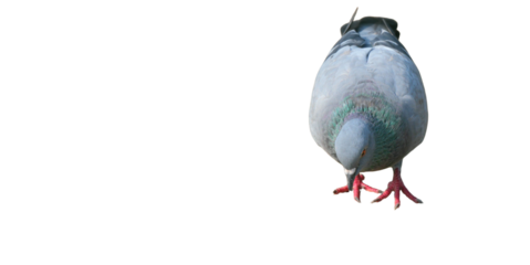 Feral Pigeon (Columba livia domestica) Isolated on a White Background with Copy Text Space. Urban Bird Element for Wildlife Posters, Ornithology Themes, and Nature-Inspired Designs. PNG File