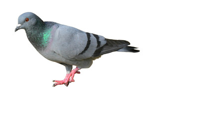 Feral Pigeon (Columba livia domestica) Isolated on a White Background with Copy Text Space. Urban Bird Element for Wildlife Posters, Ornithology Themes, and Nature-Inspired Designs. PNG File