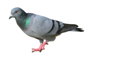 Feral Pigeon (Columba livia domestica) Isolated on a White Background with Copy Text Space. Urban Bird Element for Wildlife Posters, Ornithology Themes, and Nature-Inspired Designs. PNG File