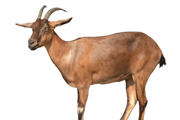 Cabra Majorera Goat Isolated on a White Background with Copy Text Space. Traditional Domestic Animal Element for Farm Posters, Cultural Themes, and Nature-Inspired Designs. PNG File