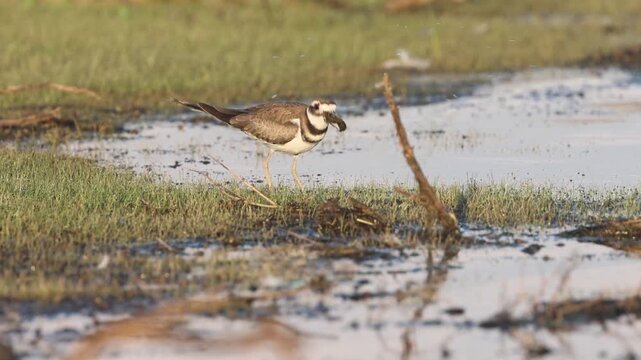 Killdeer (Charadrius vociferus) feeding on a large green insect, likely a katydid, at Shugru Reservoir in Lassen County, California.