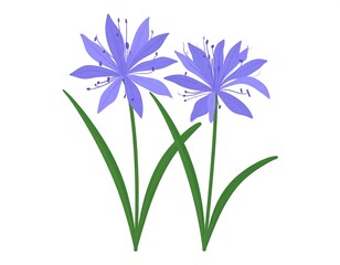 Two lavender flowers with green leaves
