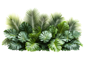 Green monstera leaves and palm fronds create an abundant botanical arrangement on a white background, ideal for tropical or jungle themed design