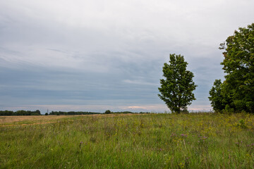 Peaceful rural landscape with a lone maple tree and lush green grass in the foreground. In the distance, a harvested field under a beautiful cloudy evening sky with pink accents.
