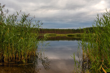 Quiet Estonian forest lake framed by tall reeds. The still water reflects the overcast sky, with a treeline of tall pines visible on the far bank in the evening light.