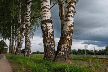Obraz premium Street in Narva, Estonia, with a row of birch trees on the roadside. The cloudy sky and power lines are visible in the background, with the city buildings on the horizon.