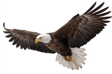 Obraz premium Bald eagle soars majestically in clear blue sky showcasing its wingspan and strength during a sunny afternoon in the wild